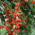 BRC Certificated Sem enxofre Goji Berry